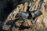 Crowned Cormorant - Microcarbo coronatus