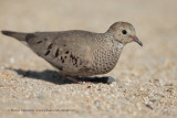 Common Groud-dove - Columbina passerina