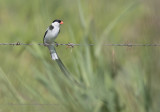 Pin-tailed Whydah - Vidua macroura