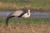 Wattled crane - Grus carunculata