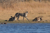Cheetah - Acinonyx jubatus