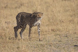 Cheetah - Acinonyx jubatus