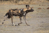 African Wild Dog - Lycaon pictus