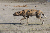 African Wild Dog - Lycaon pictus