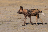 African Wild Dog - Lycaon pictus