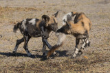 African Wild Dog - Lycaon pictus