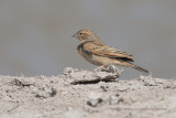 Lark-like Bunting - Emberiza impetuani