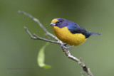 Violaceous Euphonia - Euphonia violacea