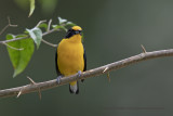 Violaceous Euphonia - Euphonia violacea