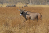 Roan Antelope - Hippotragus equinus