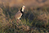 Long-toed Lapwing - Vanellus crassirostris