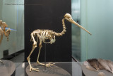 Kiwi skeleton
