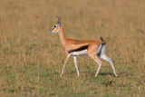 Serengeti Thompsons gazelle - Eudorcas nasalis