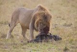 African Lion - Panthera leo