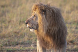 African Lion - Panthera leo