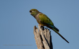 Burrowing parrot - Cyanoliseus patagonus