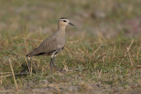 Sociable plover - Vanellus gregarius