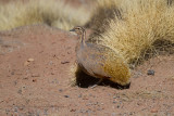 Puna Tinamou - Tinamotis pentlandii