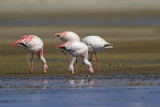 Jamess flamingo - Phoenicoparrus jamesi
