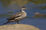 Crested Duck - Lophonetta specularioides