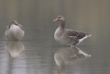 Greylag goose - Anser anser