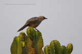 Dusky Babbler - Turdoides tenebrosus