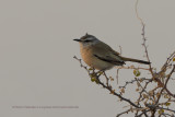 Kalahari scrub-robin - Erythropygia paena
