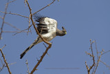 White-bellied Go-away Bird - Corythaixoides leucogaster