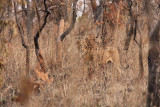 African Lion - Panthera leo