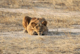 African Lion - Panthera leo