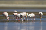 Jamess flamingo - Phoenicoparrus jamesi