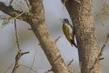 African Grey Woodpecker - Dendropicos goertae