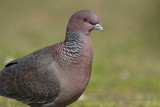 Picazuro Pigeon - Patogioenas picazuro