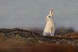 Arctic hare - Lepus timidus