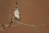 Kenya Rufous Sparrow - Passer rufocinctus