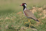 Red-wattled lapwing - Vanellus indicus