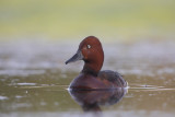 Ferruginous Duck - Aythya nyroca