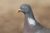 Woodpigeon - Columba palumbus