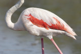 Greater Flamingo - Phoenicopterus roseus
