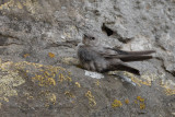 Eurasian Crag Martin - Ptyonoprogne rupestris