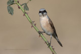 Red-backed Shrike - Lanius collurio