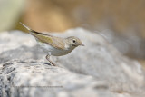 Western Bonellis warbler - Phylloscopus bonelli