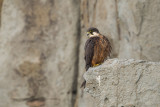 Eleonoras falcon - Falco eleonorae