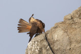 Eleonoras falcon - Falco eleonorae