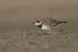 Ringed plover - Charadrius hyaticula