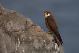 Eleonoras falcon - Falco eleonorae