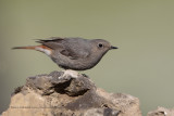 Black redstart - Phoenicurus ochruros