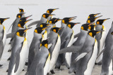 King penguin - Aptenodyptes patagonicus