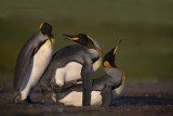 King penguin - Aptenodyptes patagonicus