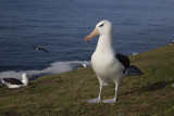 Black-browed Albatross - Thalassarche melanophris